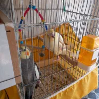 یک جفت عروس هلندی|پرنده|سردرود, |دیوار