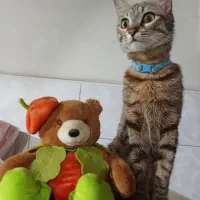 واگذاری بچه گربه