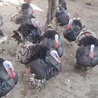 گوشتی|حیوانات مزرعه|مشگین شهر, |دیوار