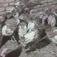 بوقلمون بوربون وارداتی|حیوانات مزرعه|دهگلان, |دیوار
