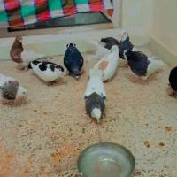 کفتر طوقی و  چپ پاک