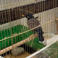 مرغ مینا سرحال|پرنده|تبریز, |دیوار