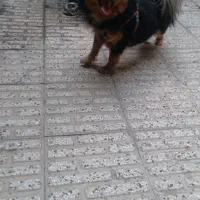 واگذاری سگ خونگی|سگ|باسمنج, |دیوار