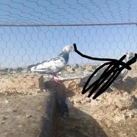 ماده سوسکی سبز ب شرط تخم|پرنده|تربت‌حیدریه, فتح المبین|دیوار