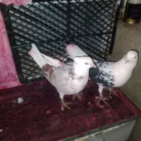 ۳۰تاکبوتر پرشی رنگ در کمیجان|پرنده|کمیجان, |دیوار