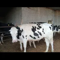 تلیسه چاق جهت قصابی