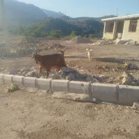 دو عدد بز گله داری به فروش میرسد|حیوانات مزرعه|بازفت, |دیوار