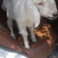 بره نره ۵۰ کیلو ب بالا