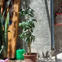 درخت کاکتوس|گل و گیاه طبیعی|مشهد, طرق|دیوار