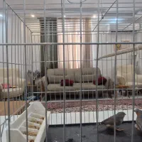 فنچ نر و ماده جفت