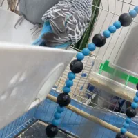 مرغ عشق انگلیسی|پرنده|ساروق, |دیوار