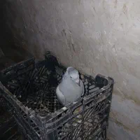 ۵عددجوجه|پرنده|نیشابور, مازول|دیوار