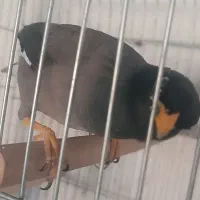 سلام مینا نر آرام جوجه دست