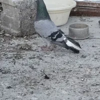 کبوتر اصفهانی دم سفید یا سدی نر معاوضه با ماده پر