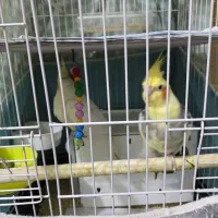 عروس هلندی مولد|پرنده|تهران, فلسطین (میدان انقلاب)|دیوار