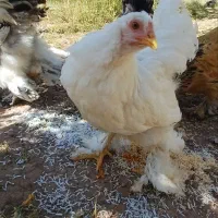 مرغ برهما