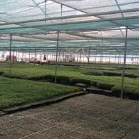 نشاء گوجه، فلفل،بادمجان