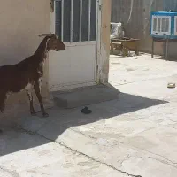 به علت نبود جا