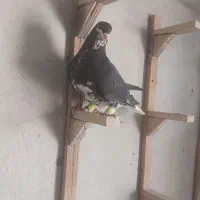 چهار تا کفتر|پرنده|شیراز, کوشک میدان|دیوار