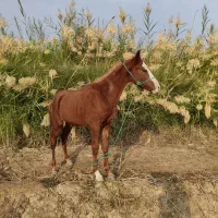 اسب|اسب و تجهیزات اسب‌سواری|حمیدیه, |دیوار