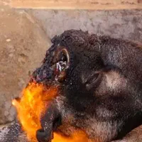 کله‌پاچه پاک میشود