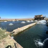 استخر پرورش ماهی اجاره