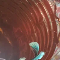 ماهی فایتر|ماهی|سنندج, |دیوار