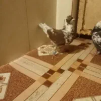 سه نر کفتر کفتر ابلغ قورگی دوتا پولک