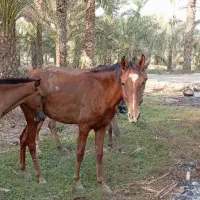 لطفا الکی مزاحم نشید