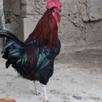 خروس