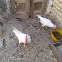 خروس‌جوان|حیوانات مزرعه|اصفهان, شهرک ولیعصر|دیوار