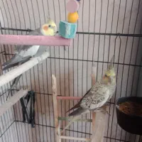 یک جفت عروس هلندی