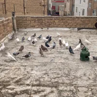 کفتر پرشی|پرنده|بهارستان, |دیوار