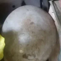 گلگیر  کاپوت  وسایل لوازم استوک|قطعات یدکی و لوازم جانبی|قم, انسجام|دیوار