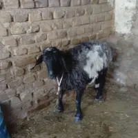 یک گوسفند بوری اصل سیاه سفید|حیوانات مزرعه|زاهدان, |دیوار