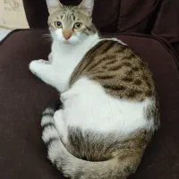 گربه|حیوانات|قدس, شهر‌قدس|دیوار