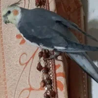 عروس هلندی|پرنده|برازجان, |دیوار