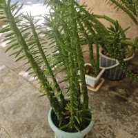 گیاه|گل و گیاه طبیعی|ماکو, |دیوار