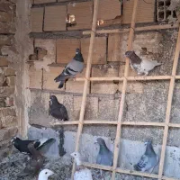 کبوتر|پرنده|دشتابی, |دیوار