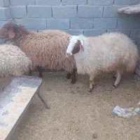 گوسفندزنده