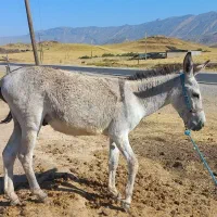 نر خر دوسال باری سواری