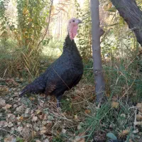 بوقلمون محلی