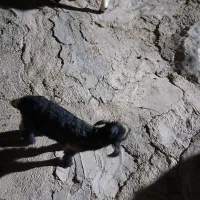 دو عدد بزغاله کوچک شیری خوار بفروش میرسید|حیوانات مزرعه|ایوان, |دیوار