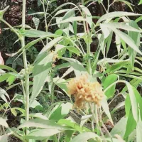 خریدار آب ملکی از موتور پمپ اتحاد آیسک(زردکی)