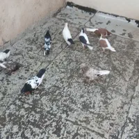 کفتر طوقی سرور سینه سیاه|پرنده|تهران, بهارستان|دیوار