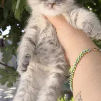 توله گربه نژاددار|گربه|شیراز, تندگویان|دیوار