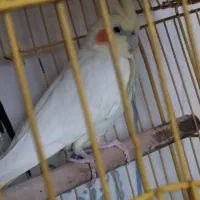 عروس هلندی مولدو کبوتر .کفتر