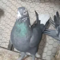 ماده|پرنده|شهرکرد, |دیوار