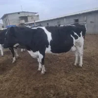 گاوهای جوان|حیوانات مزرعه|تاکستان, |دیوار