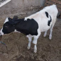 فروش گوساله نر